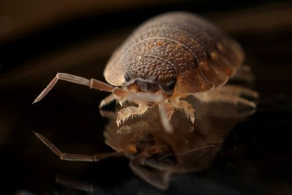 PEST CONTROL BROXBOURNE, Hertfordshire. Pests Our Team Eliminate - Bed Bugs.