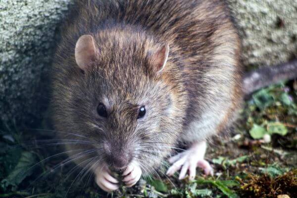 PEST CONTROL BROXBOURNE, Hertfordshire. Pests Our Team Eliminate - Rats.