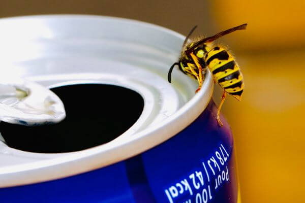PEST CONTROL BROXBOURNE, Hertfordshire. Pests Our Team Eliminate - Wasps.